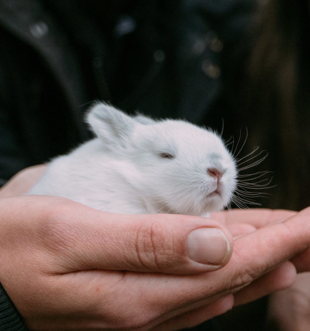 Gli Stati Uniti stanno per vietare i test sugli animali per i cosmetici?