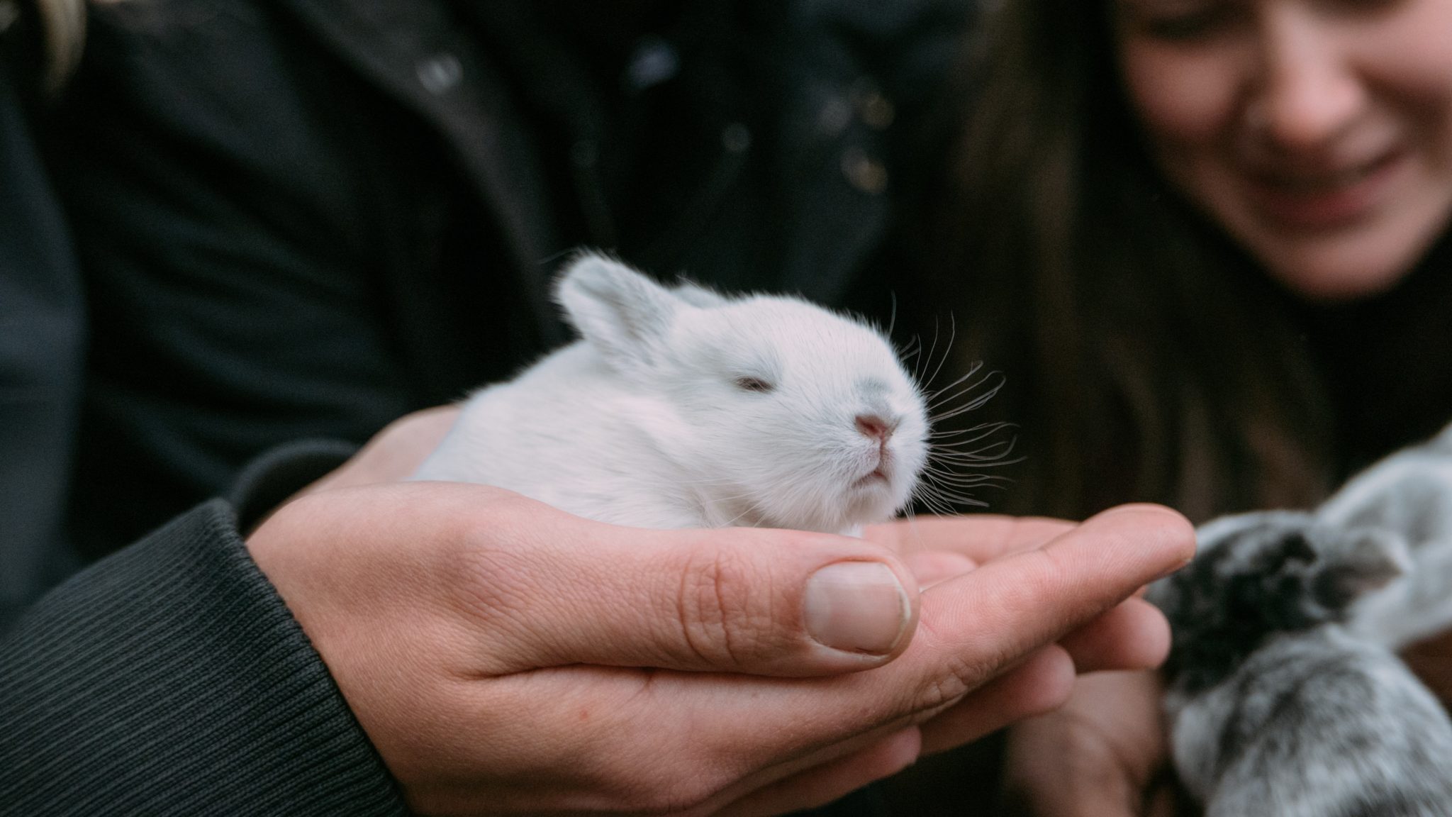 Gli Stati Uniti stanno per vietare i test sugli animali per i cosmetici?